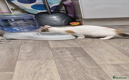 British Shorthair cats for sale: Female kitten 14 weeks ready now - Image 3