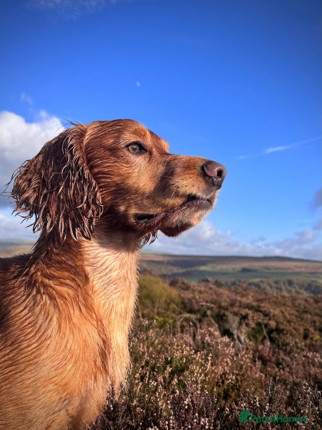 Working Cocker Cocker Spaniel Intelligence Proven Golden Working