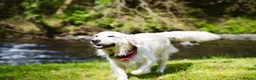 Golden Retriever dogs for sale: Therapy Dog -Multi-Championship Bloodlines - Advert 5