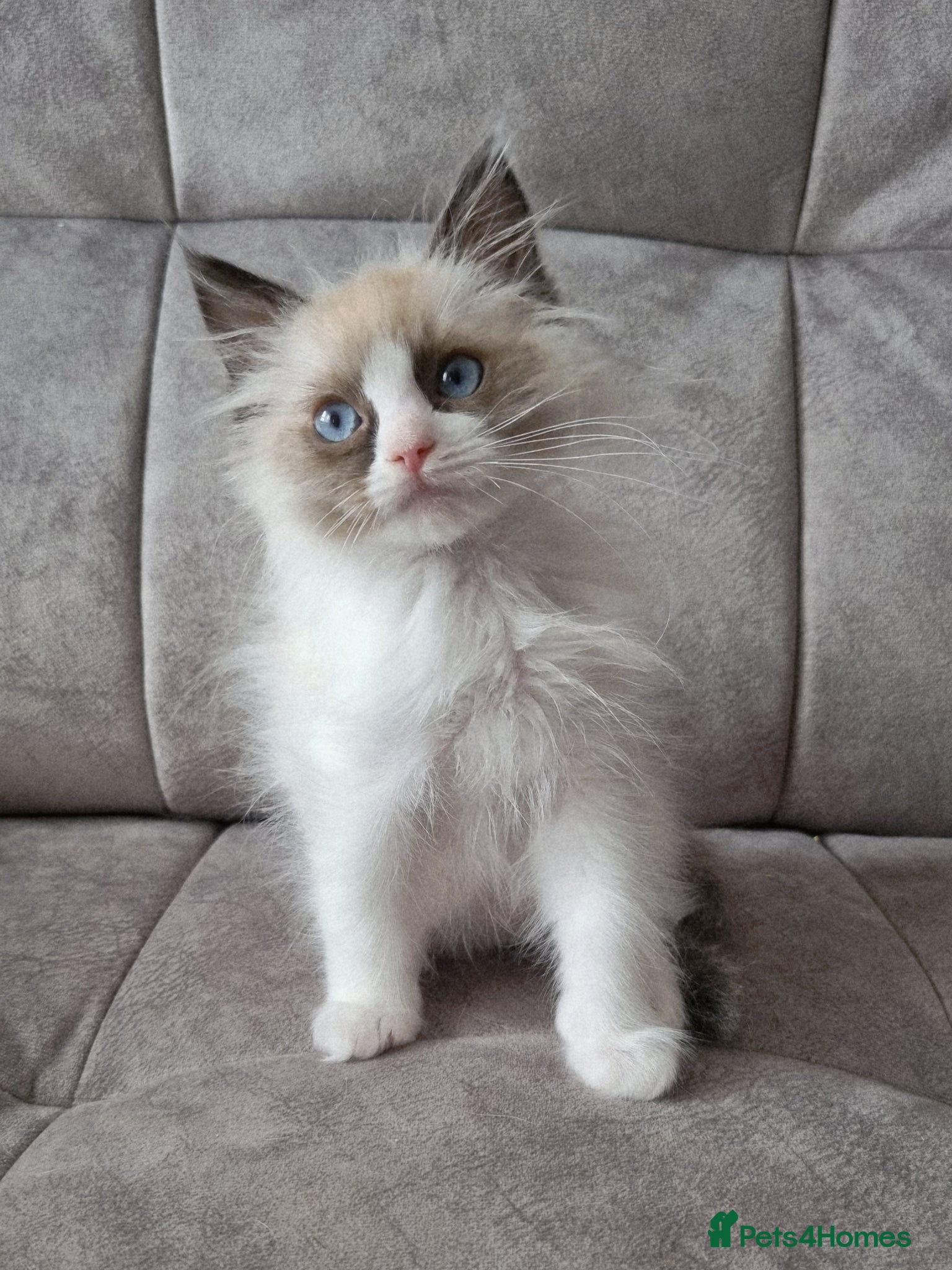 Ragdoll cats Seal Bi-Color Ragdoll boy DNA tested  - Advert 3