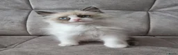 Ragdoll cats for sale: Seal Bi-Color Ragdoll boy DNA tested  - Advert 9