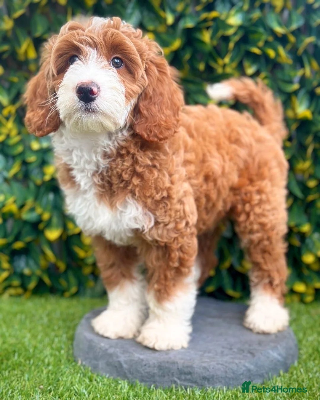 Australian Labradoodle dogs for sale: WALA Superior Australian Labradoodles-Waiting List - Advert 4