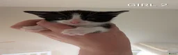 Mixed Breed cats for sale: 6 beautiful kittens looking for forever homes in Stoke-on-Trent - Advert 7