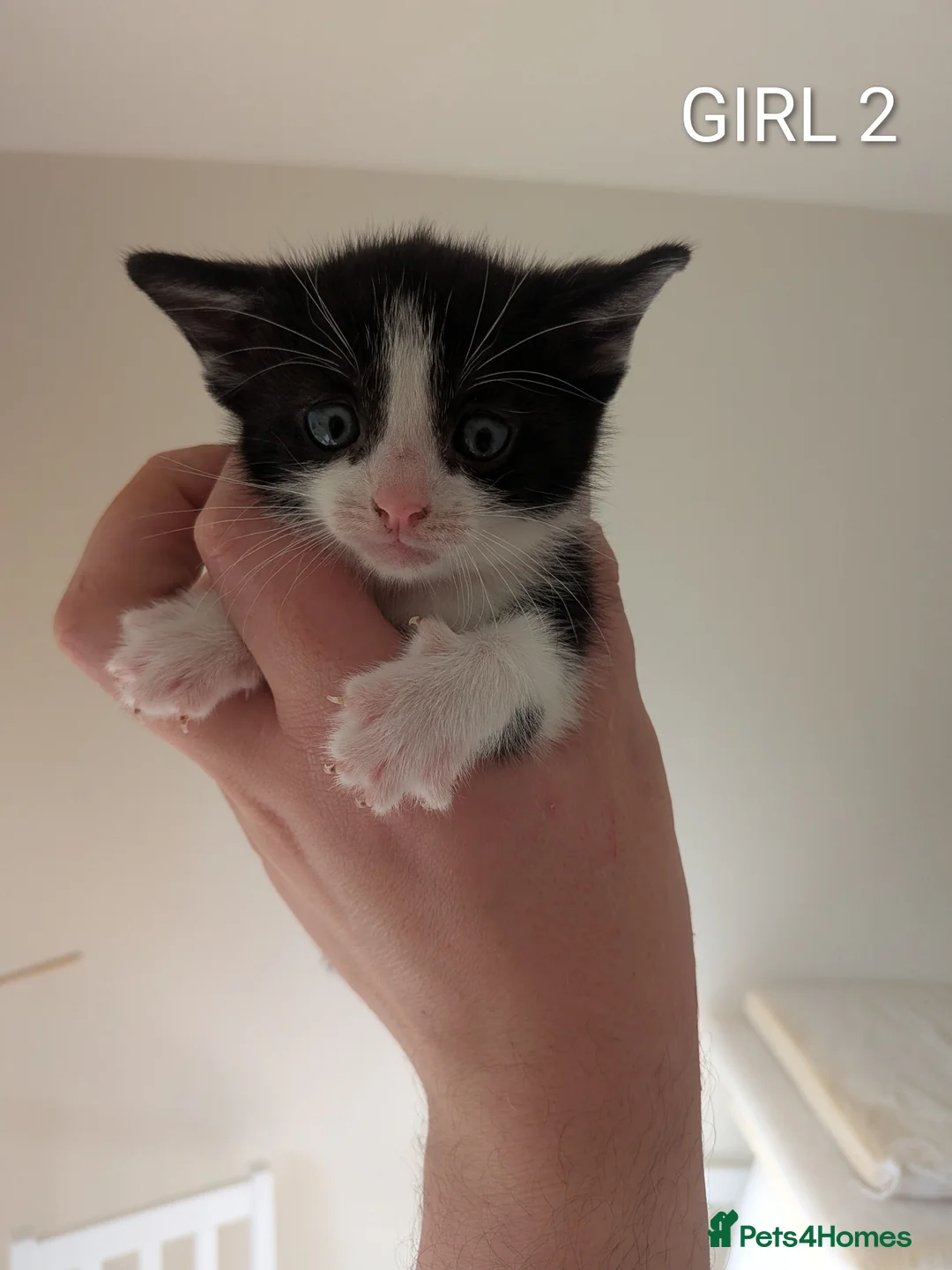 Mixed Breed cats for sale: 6 beautiful kittens looking for forever homes in Stoke-on-Trent - Advert 7