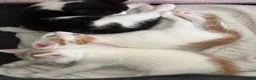 Turkish Angora cats for sale: Beautiful pattern, Kitten - Advert 17
