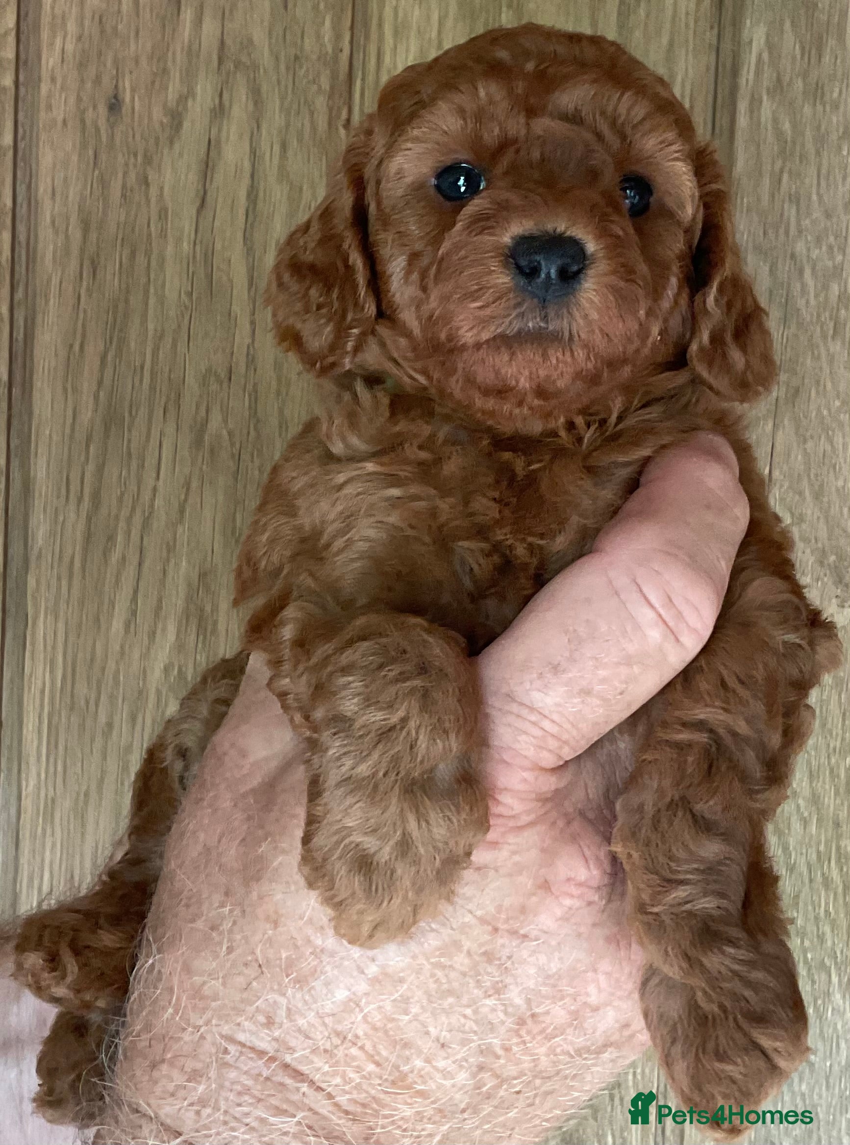 Cockapoo dogs Cockapoo puppies - Advert 2