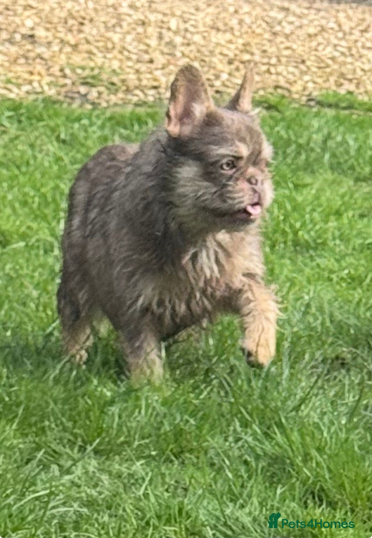 French Bulldog dogs Female isabella wire hair carrys fluffy   - Advert 1