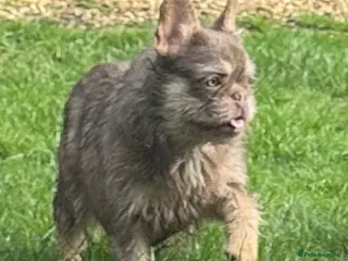 French Bulldog dogs Female isabella wire hair carrys fluffy - Advert 1