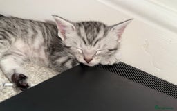 Maine Coon cats for sale: ✨2 Boys and 3 Girls Maine Coon kittens ✨🐾 - Image 24
