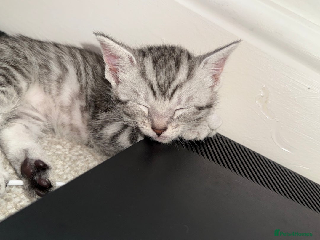 Maine Coon cats for sale: ✨2 Boys and 3 Girls Maine Coon kittens ✨🐾 - Image 24