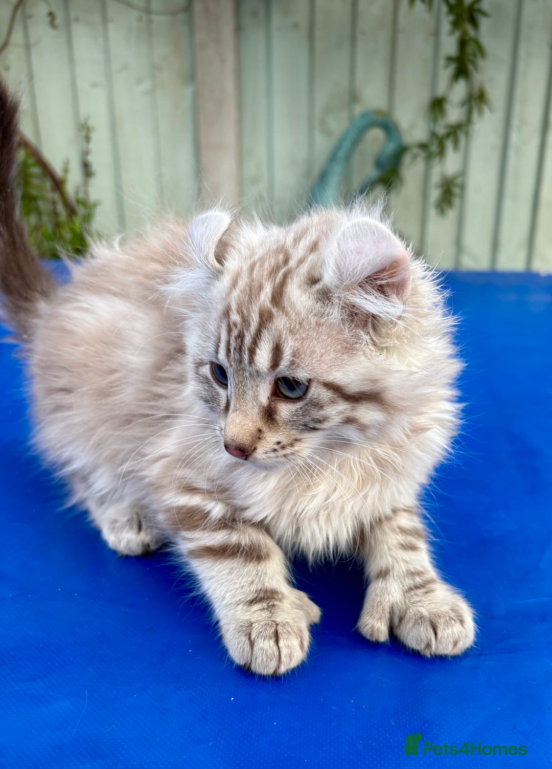 Keetso cats for sale: Stunning rare longhaired polydactyl curled eared  - Advert 24