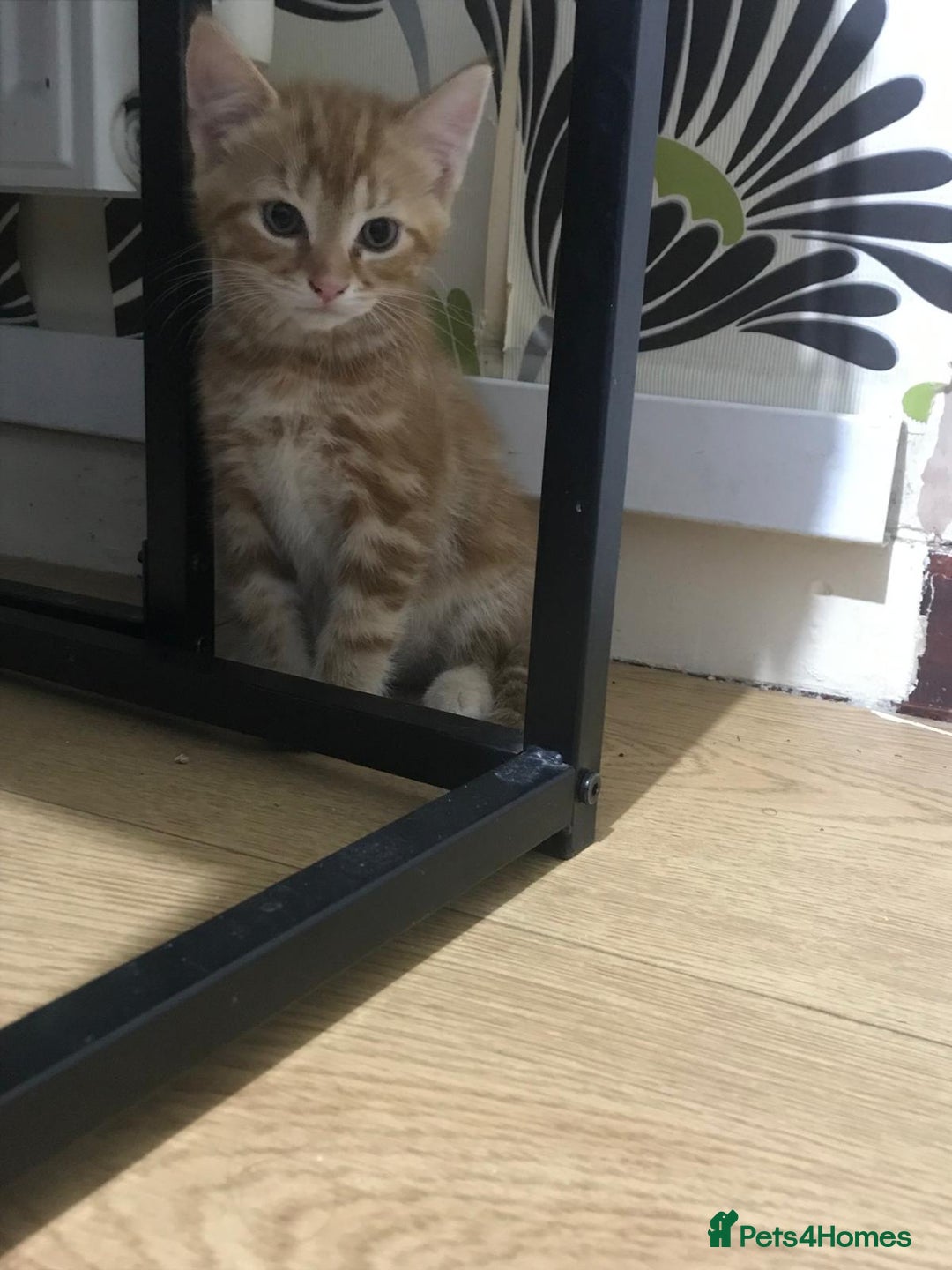 Mixed Breed cats for sale: 5 beautiful 11week old kittens for sale - Advert 2