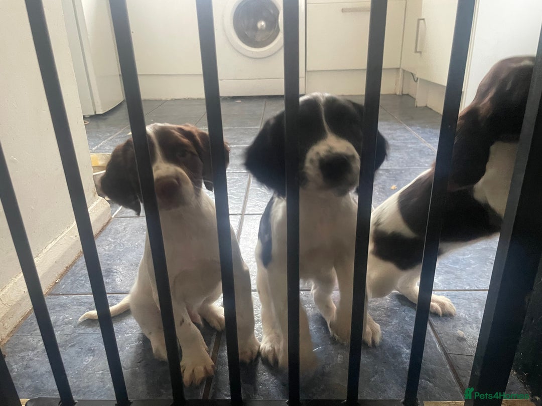 Sprocker dogs for sale: Gorgeous Sprocker Spaniel Puppies 🐶 - Image 9