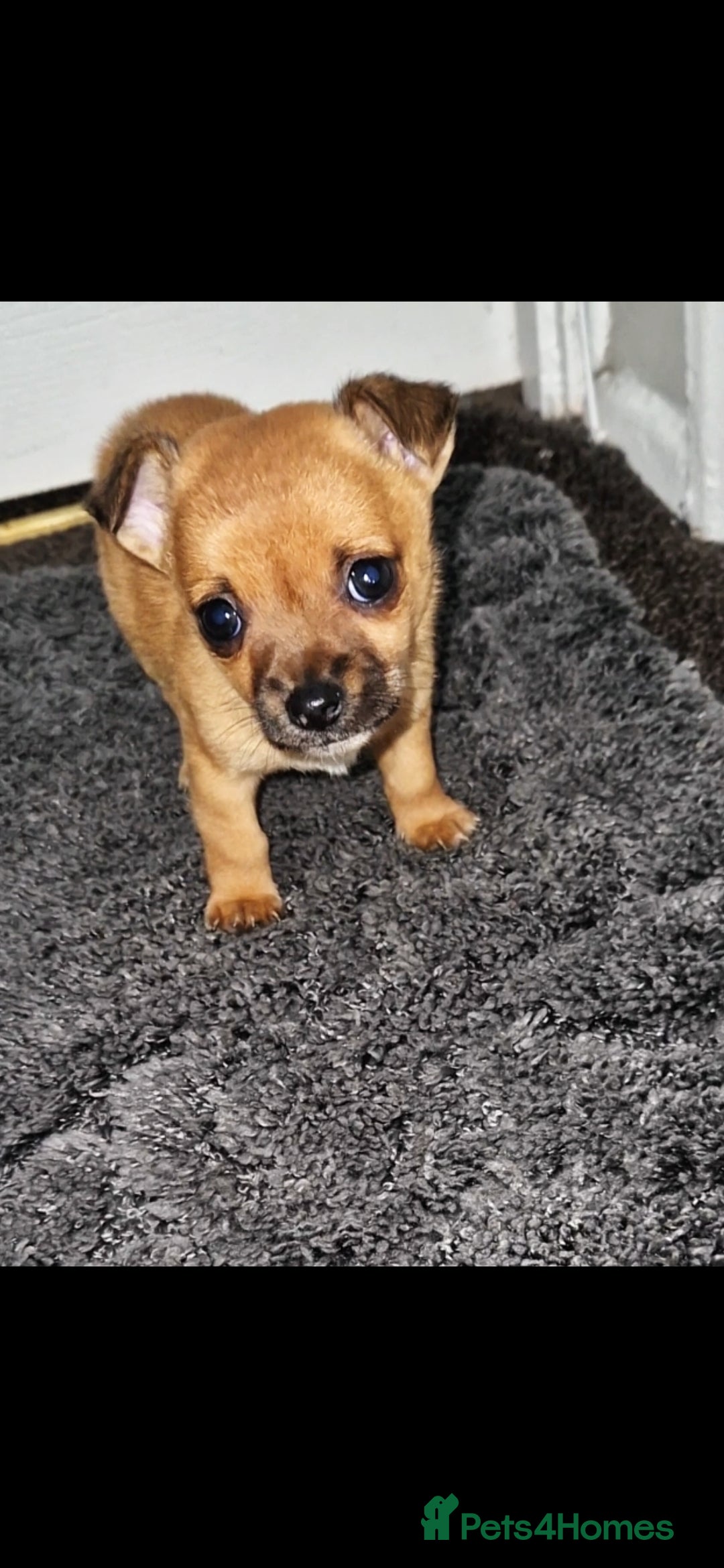 Mixed Breed dogs for sale: Adorable 9 weeks old male jackawawa puppy - Advert 11