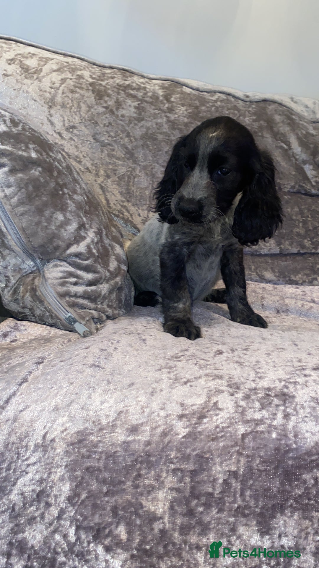 Cocker Spaniel dogs for sale: MERLE COCKER SPANIEL PUPPIES  - Image 1