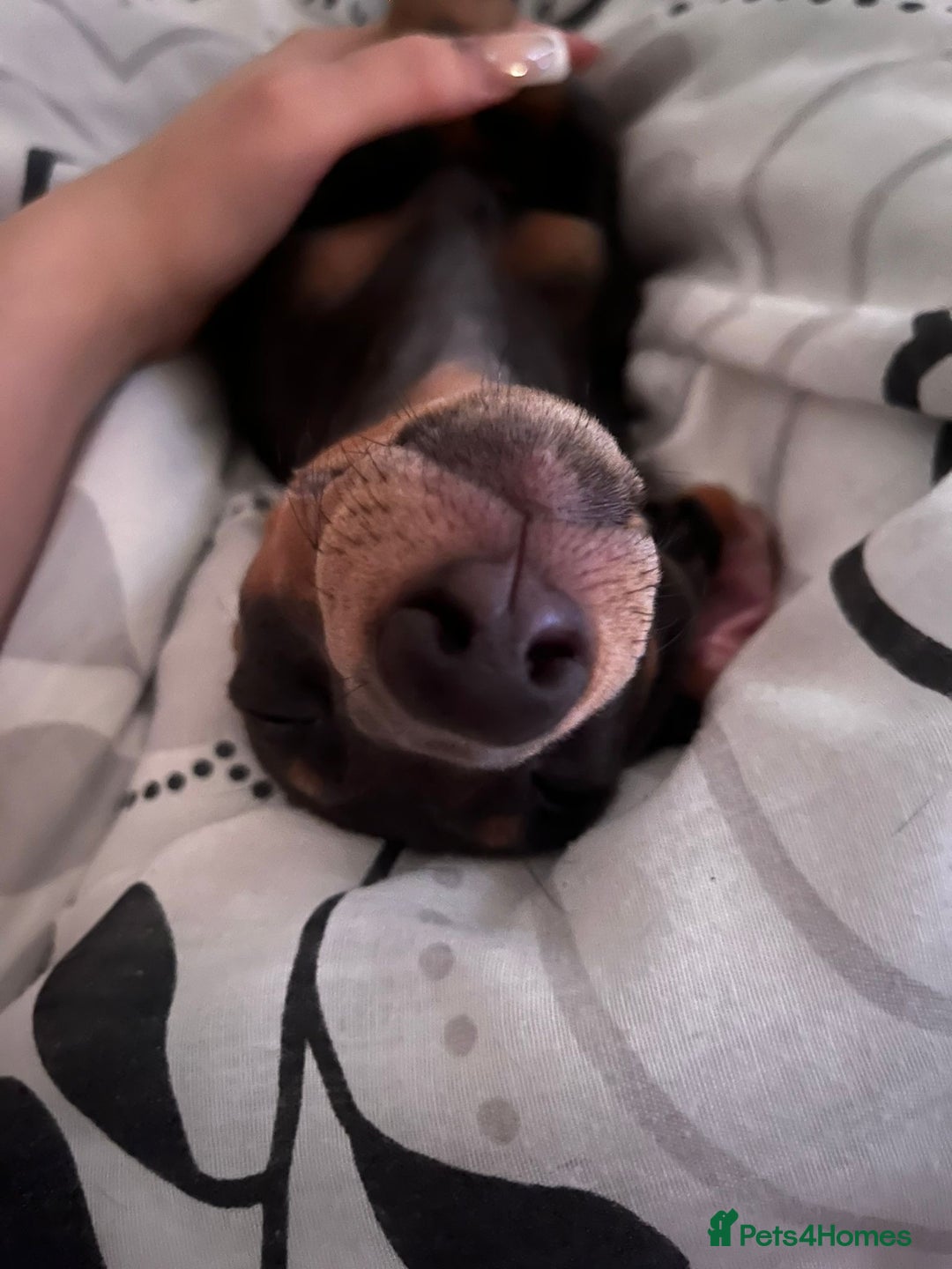 Miniature Dachshund dogs for sale: Miniature dachshund female puppy - Image 3