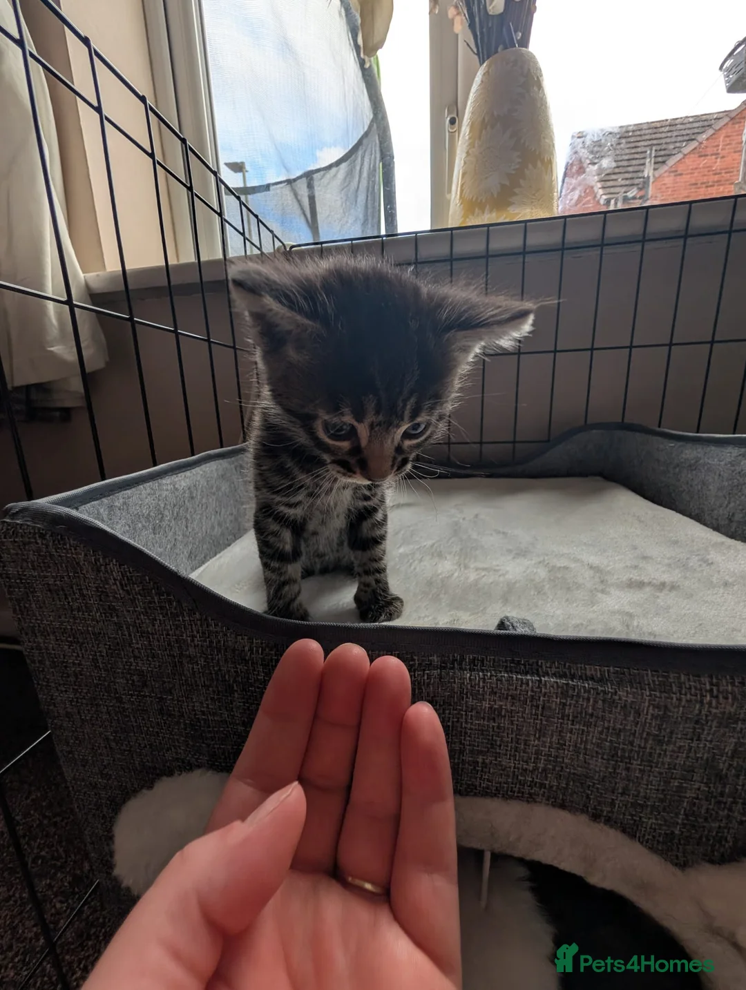 Bengal cats for sale: Bengal slight mix  in Shrewsbury - Advert 2