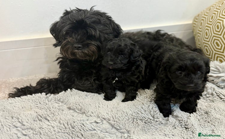 Yorkiepoo dogs - Advert 1