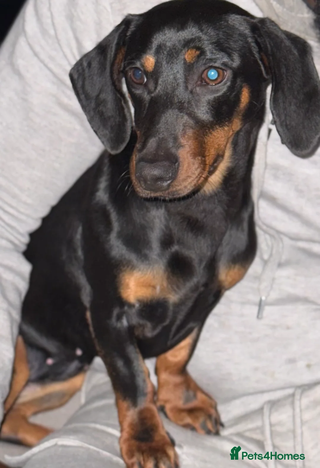 Dachshund dogs for sale: 8 month old Dachshund Luna  in London - Advert 2