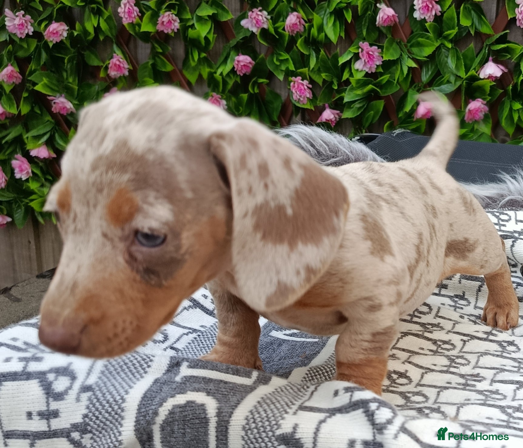Dachshund dogs QUALITY LH/SMOOTH MIN DAXIS KC REG PRA CLR - Advert 11