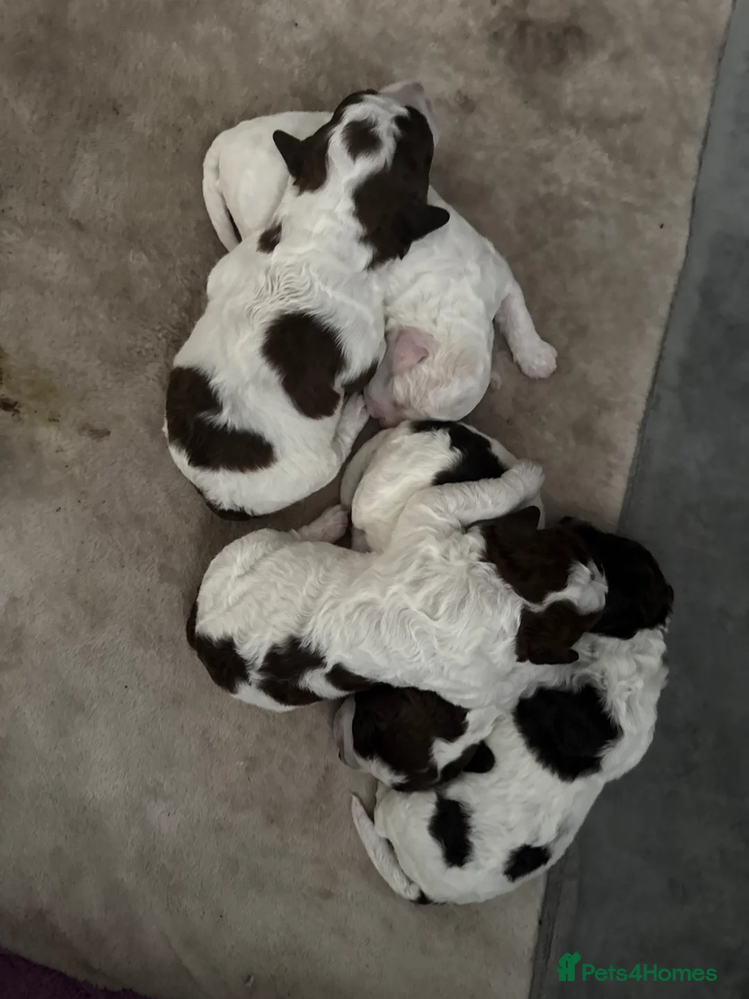 Lagotto Romagnolo dogs for sale: Italian water dog /lagotto romagnolo  - Advert 2
