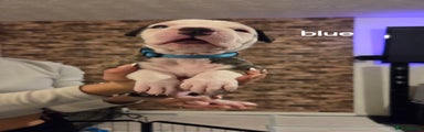 American Bulldog Puppy 5 blue collar