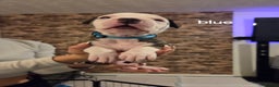American Bulldog dogs for sale: AMERICAN BULLDOGS PURE BREEDS  - Advert 8