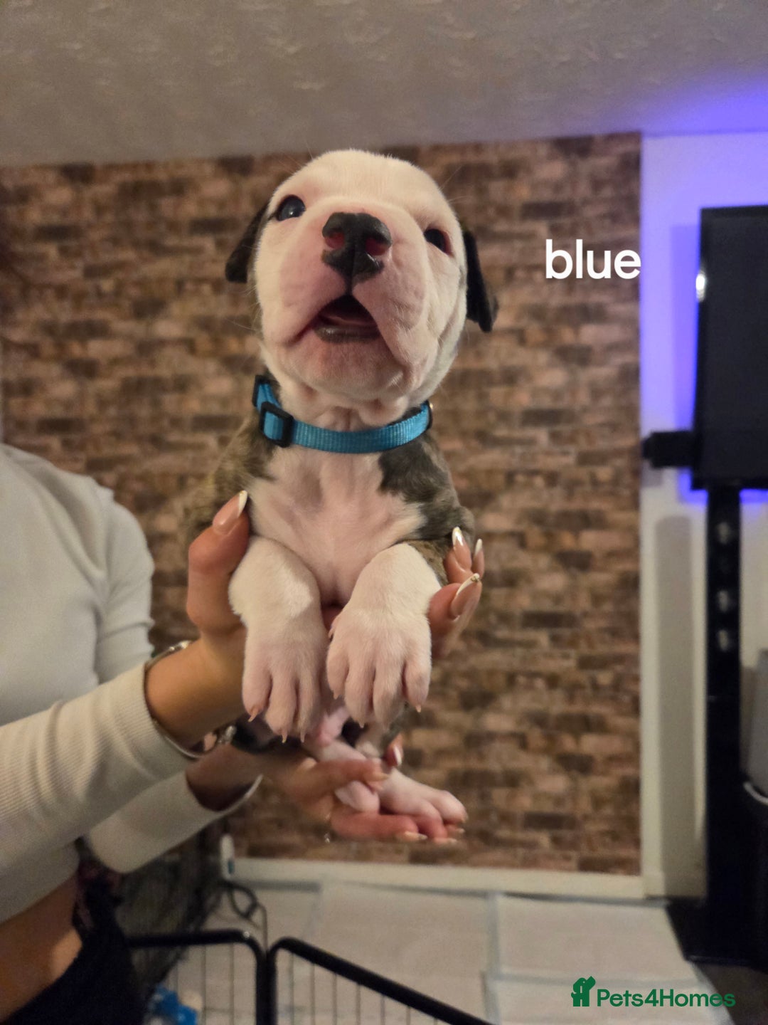 American Bulldog dogs for sale: AMERICAN BULLDOGS PURE BREEDS  - Advert 8