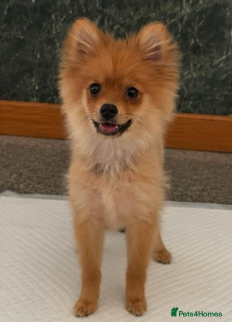 Pomeranian dogs Pomeranian fox snout - Advert 2