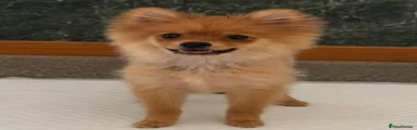 Pomeranian 2