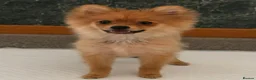 Pomeranian dogs for sale: Pomeranian fox snout - Advert 2