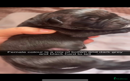 Cane Corso dogs for sale: Cane Corso first litter of puppies !! - Image 12