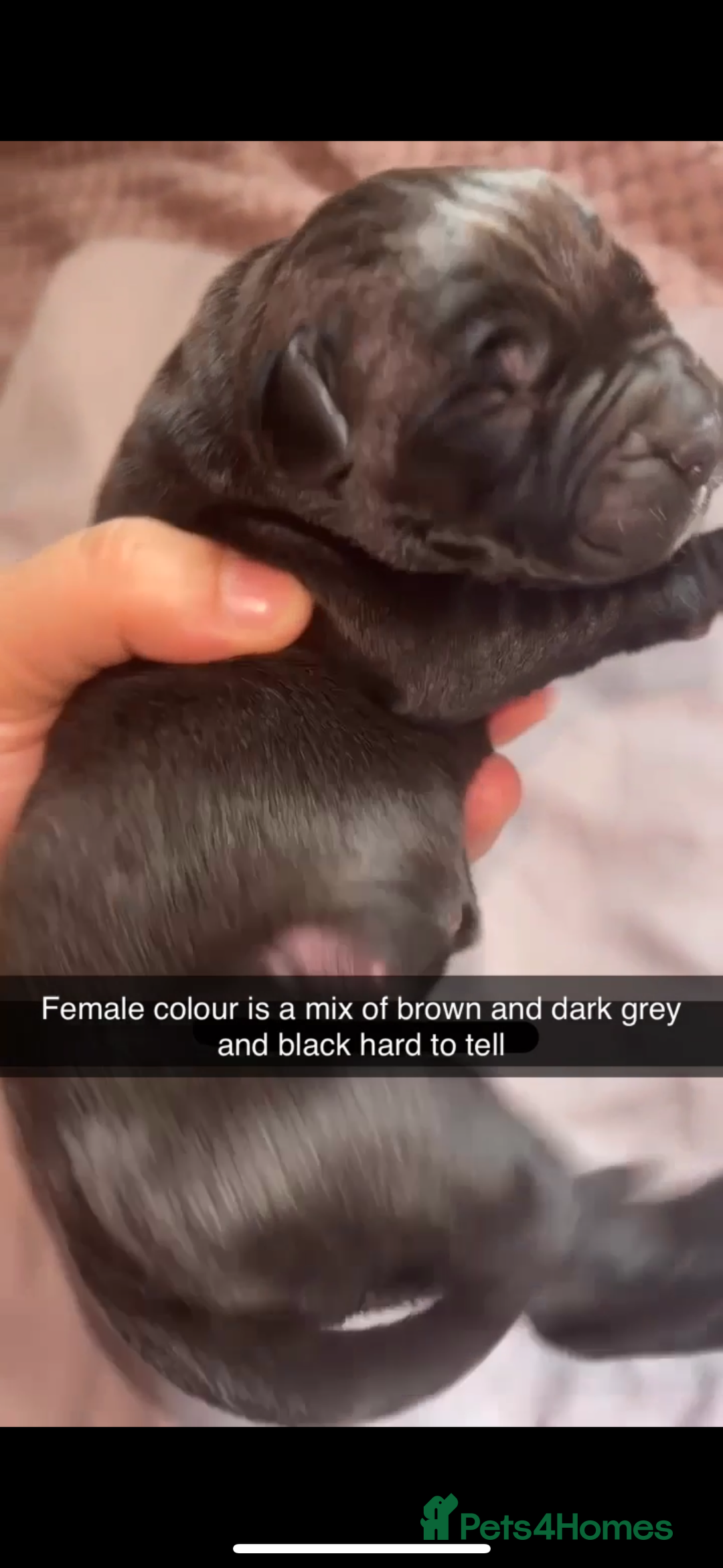 Cane Corso dogs for sale: Cane Corso first litter of puppies !! - Image 12