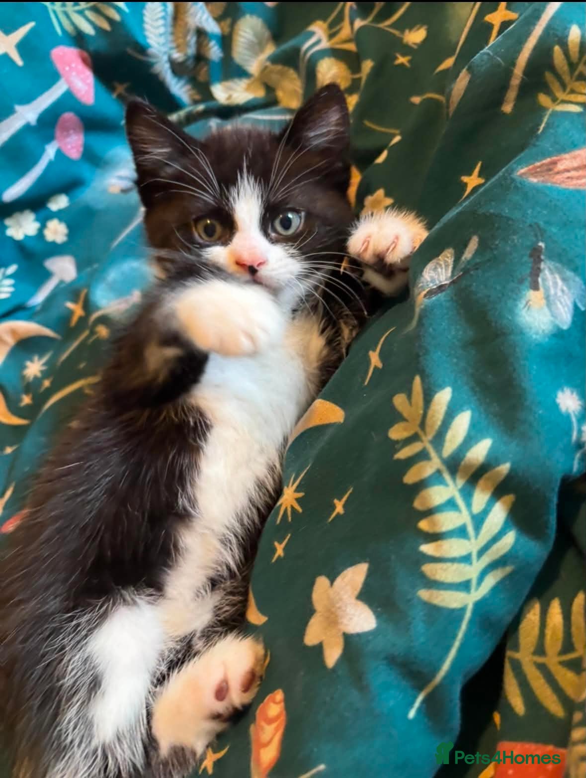 Mixed Breed cats for sale: Kittens for sale - Advert 1