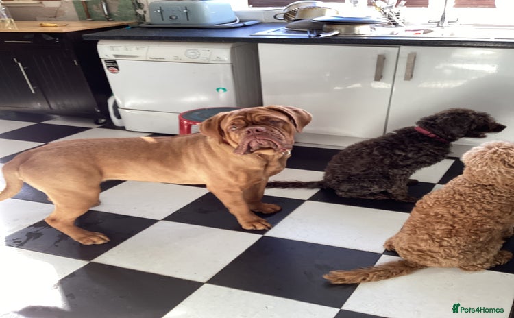 Dogue De Bordeaux dogs - Advert 1