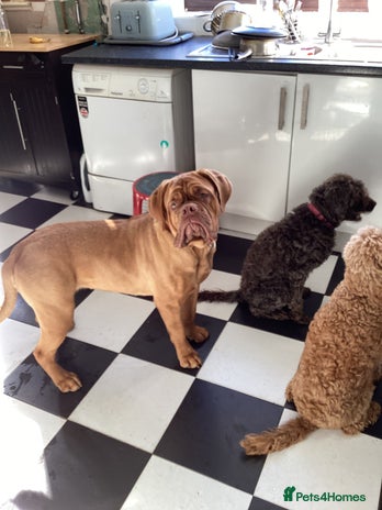 Dogue De Bordeaux dogs - Advert 1
