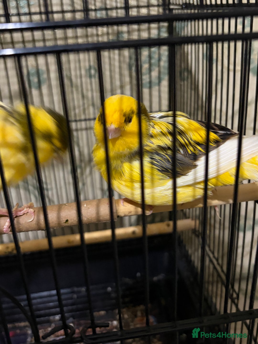 Canaries birds for sale: Border buff pair canaries  - Advert 6