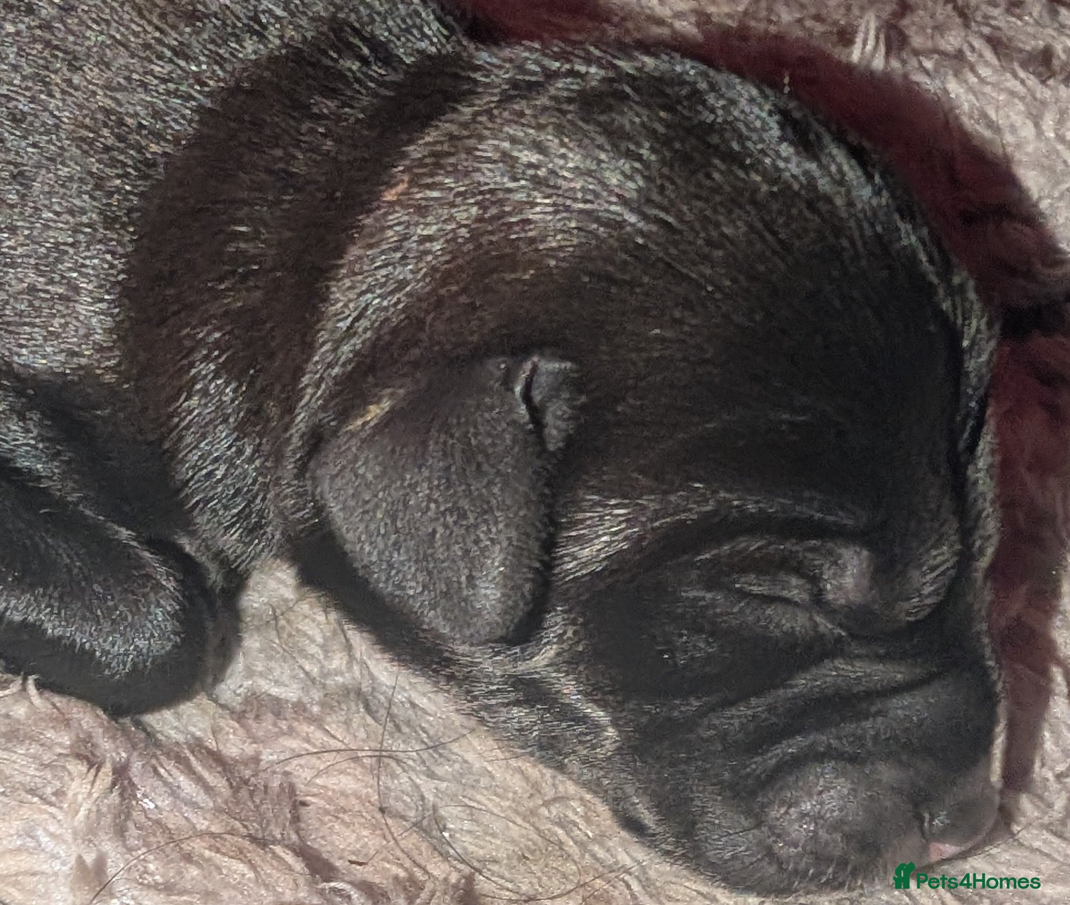 Labradoodle dogs 🐾 Labradoodle Puppies 🐾 - Advert 4