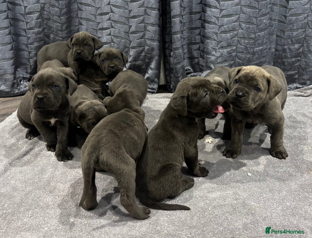 Cane Corso dogs for sale: Cane Corso puppy’s  - Advert 5