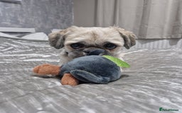 Shih Tzu dogs for stud: Shihtzu for stud - Image 2
