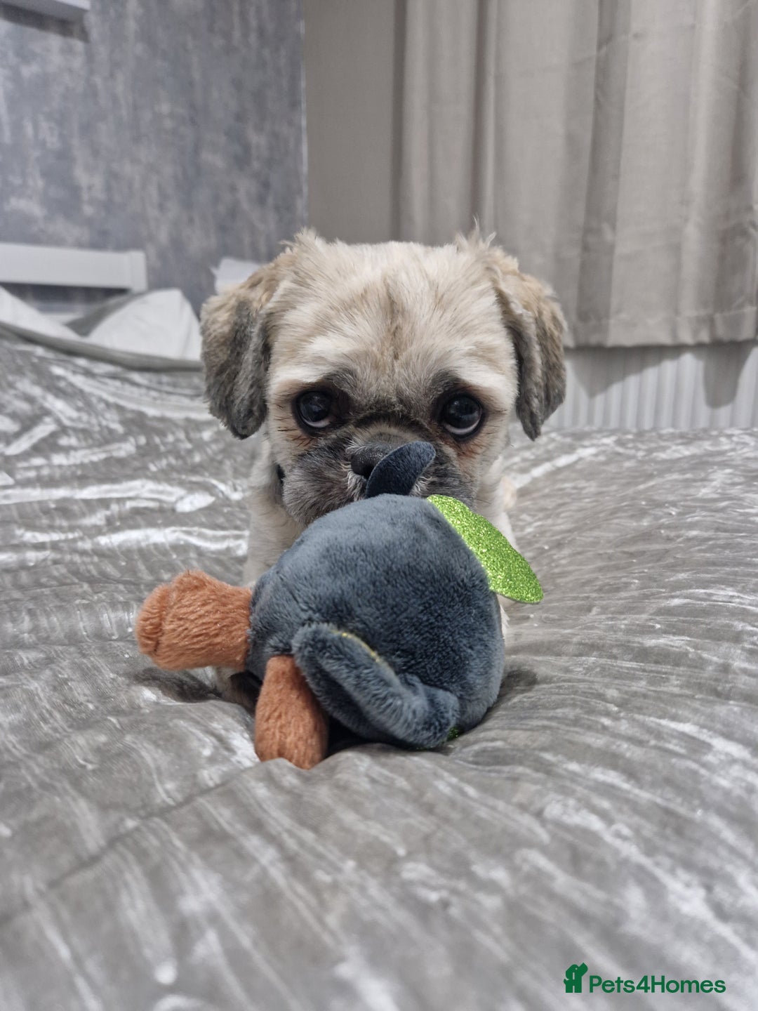 Shih Tzu dogs for stud: Shihtzu for stud - Image 2