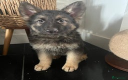 German Shepherd dogs for sale: German shepherd pups silver sable black/tan black  - Image 22