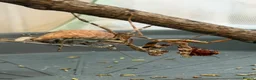 Praying Mantis invertebrates for sale: Various Mantises see list - Advert 7