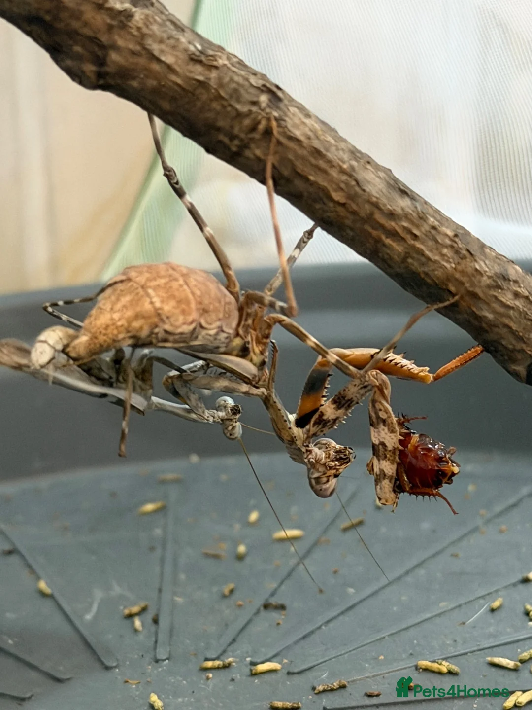 Praying Mantis invertebrates for sale: Various Mantises see list - Advert 7