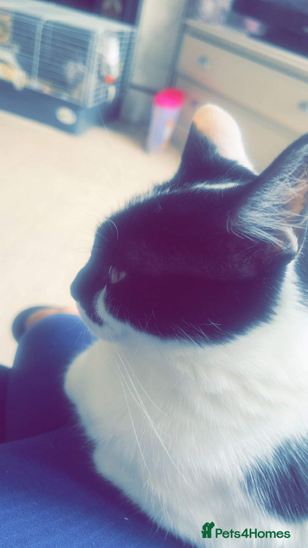 Mixed Breed cats for sale: Missy - Advert 9