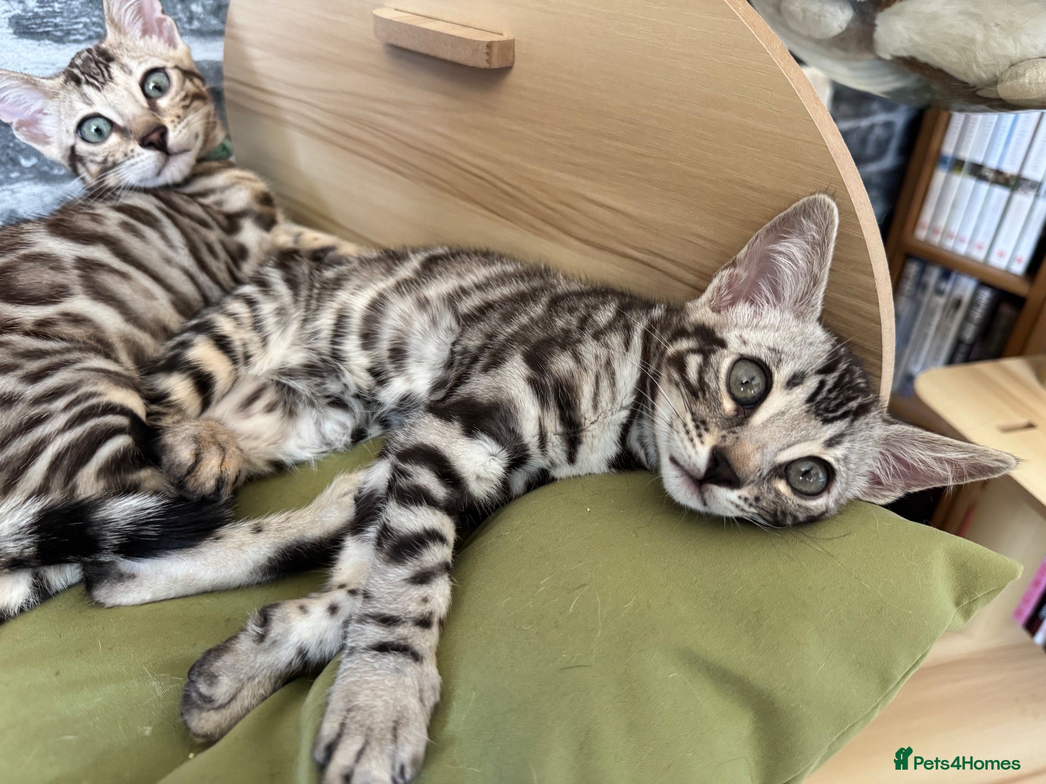 Bengal cats LAST GIRL. READY NOW - Advert 2