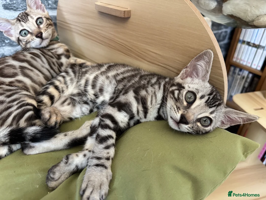 Bengal cats for sale: LAST GIRL. READY NOW - Advert 2