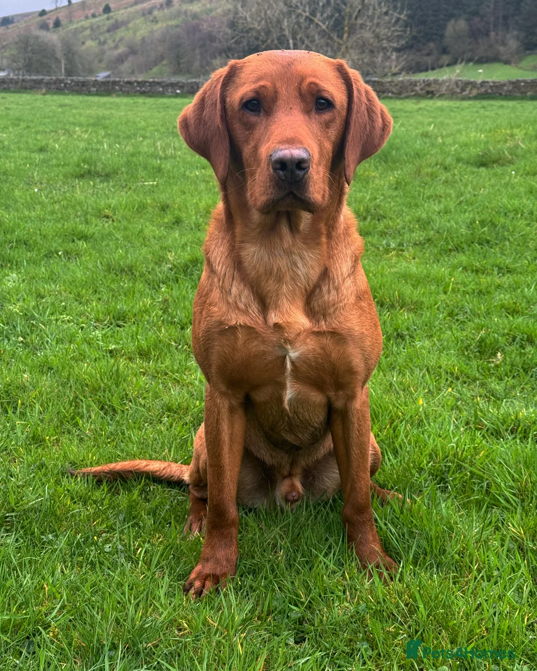 Labrador Retriever dogs for stud: ✨PROVEN FULLY HEALTH TESTED WORKING RED LABRADOR✨ in Hawes - Advert 14