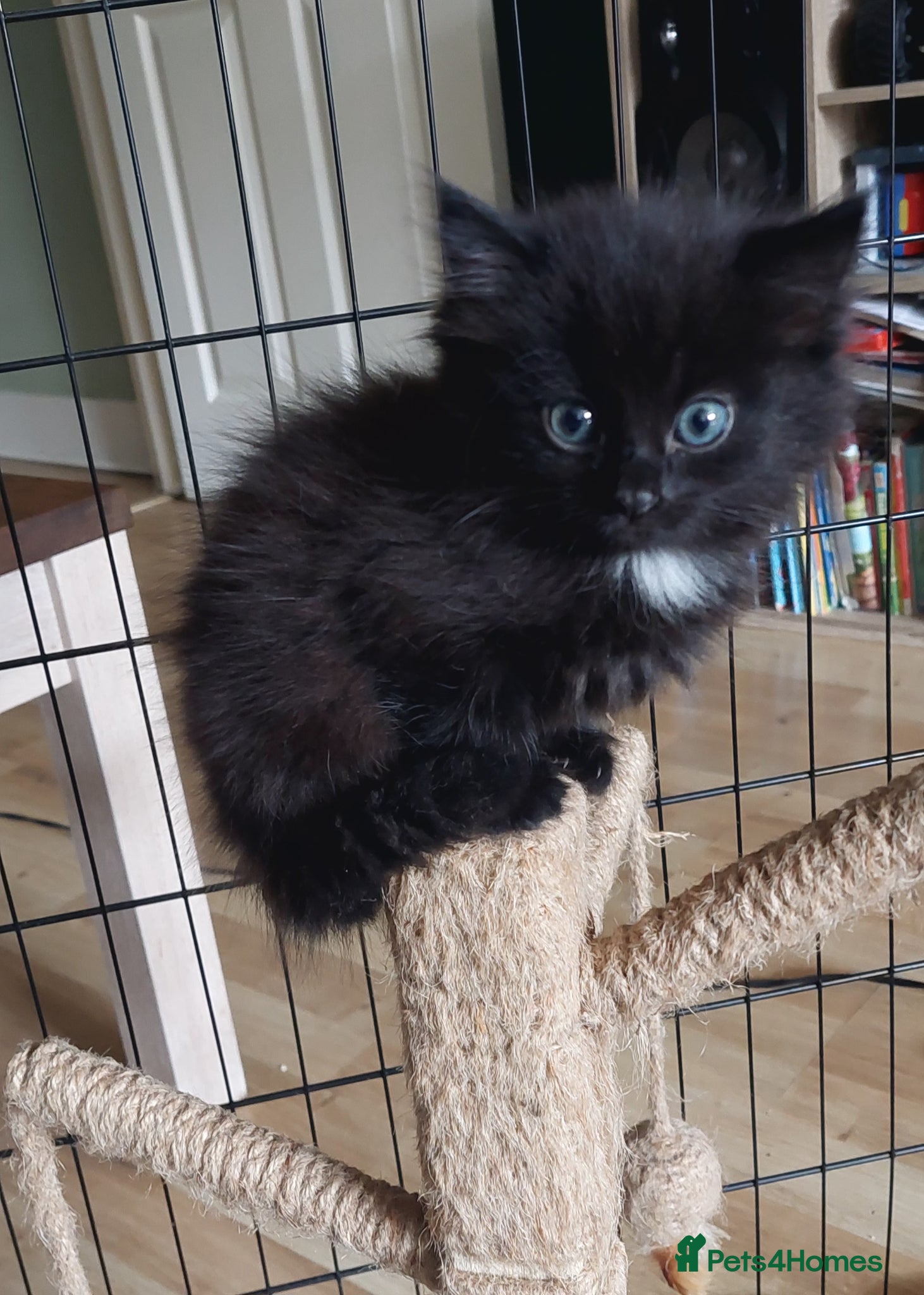 Mixed Breed cats 9 weeks old fluffy girl - Advert 5
