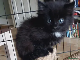Mixed Breed cats 9 weeks old fluffy girl - Advert 5